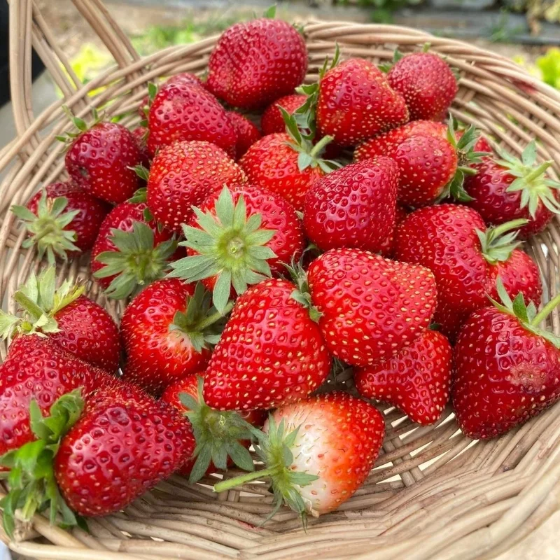 Tasting Fresh Produce at the Strawberry Farms