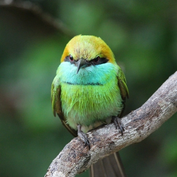 Bird Watching Around the Coastal Lagoons