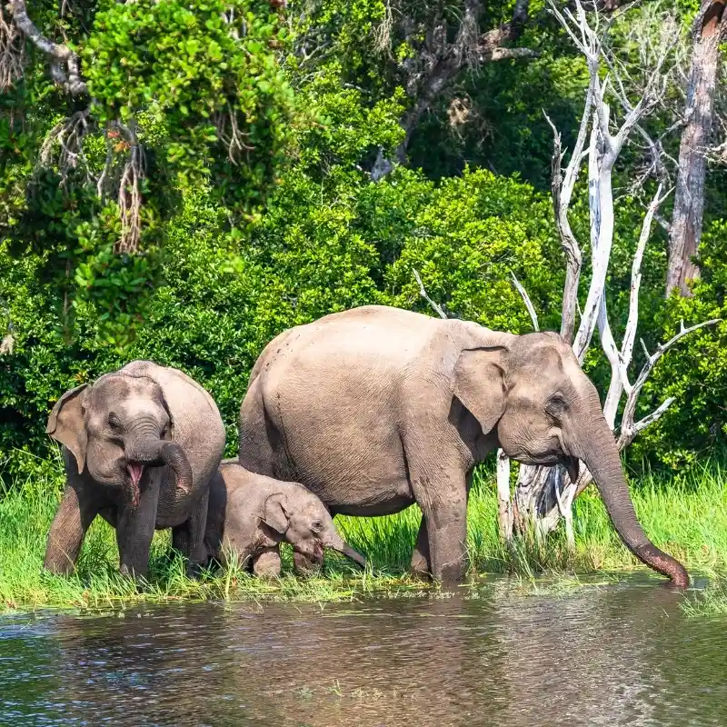 Observing Herds of Asian Elephants