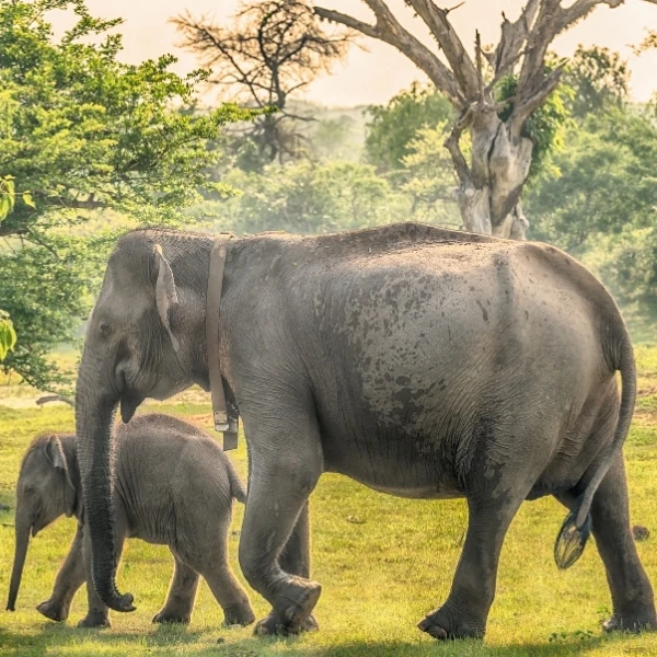 Observing Herds of Asian Elephants