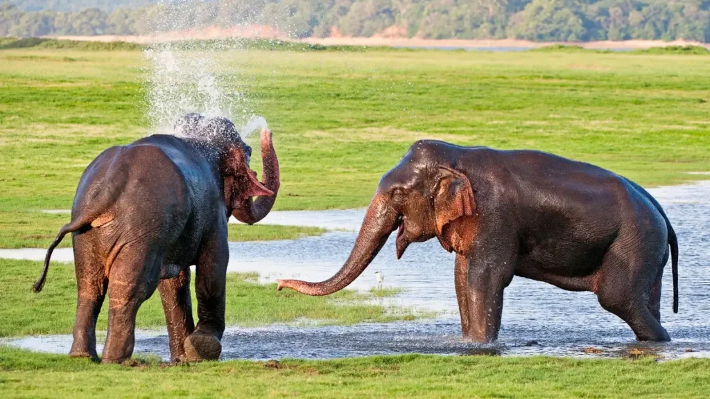 Two large wild Sri Lankan elephants playing and splashing water with their trunks while bathing in a shallow lake, surrounded by the vibrant green grasslands of Minneriya National Park.