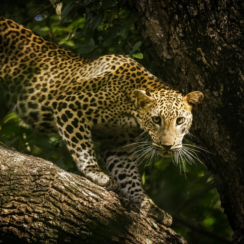 A Sri Lankan leopard, Panthera pardus kotiya, staring intensely while perched on a thick tree branch in Yala National Park.