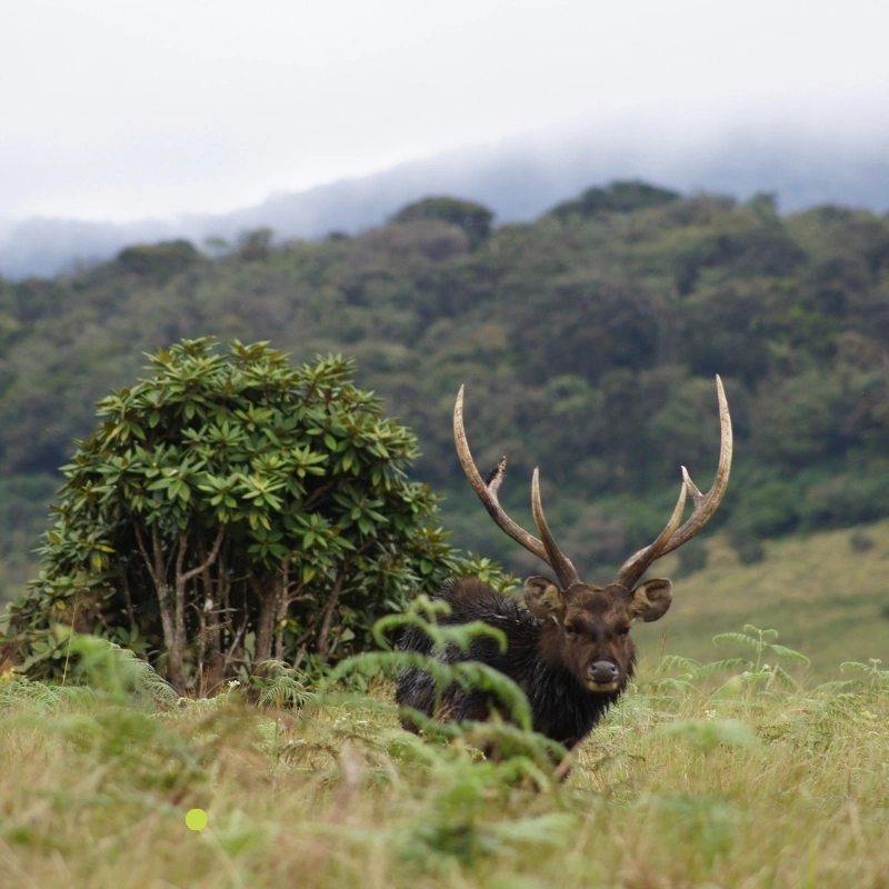 Trekking Horton Plains & World’s End