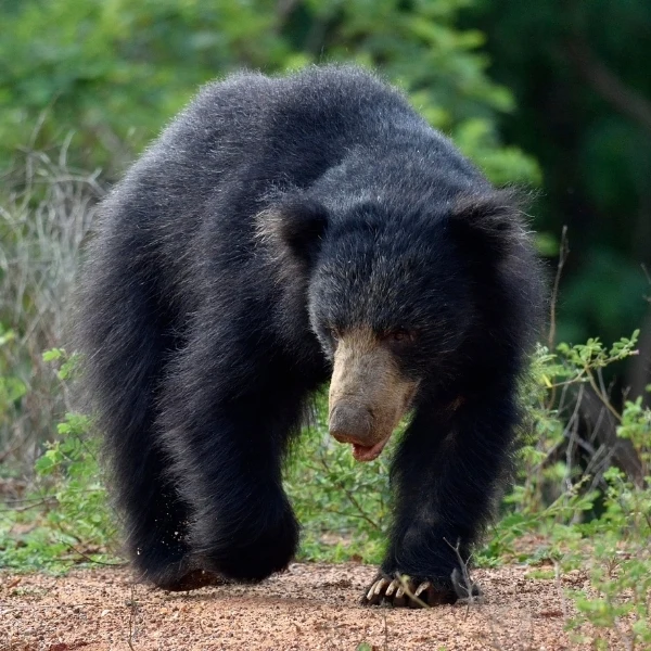 Spotting the Rare Sloth Bear