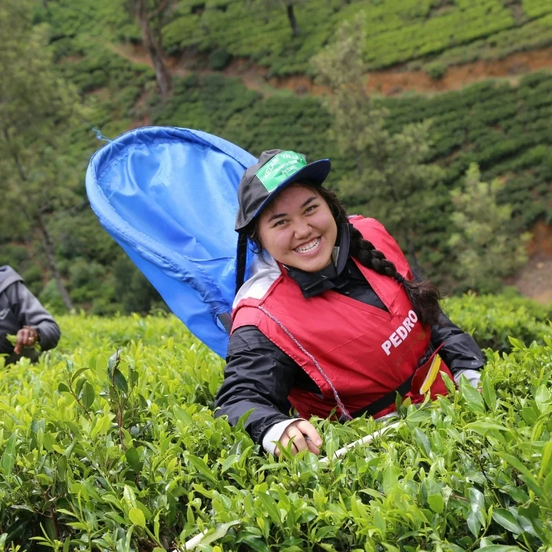 Touring a Traditional Ceylon Tea Factory
