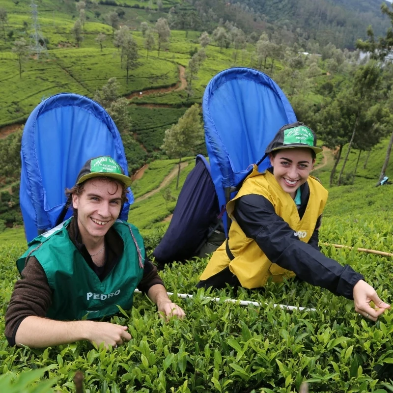 Two smiling tourists wearing branded vests and blue picking baskets plucking tea leaves at Pedro Tea Estate in Nuwara Eliya, Sri Lanka.