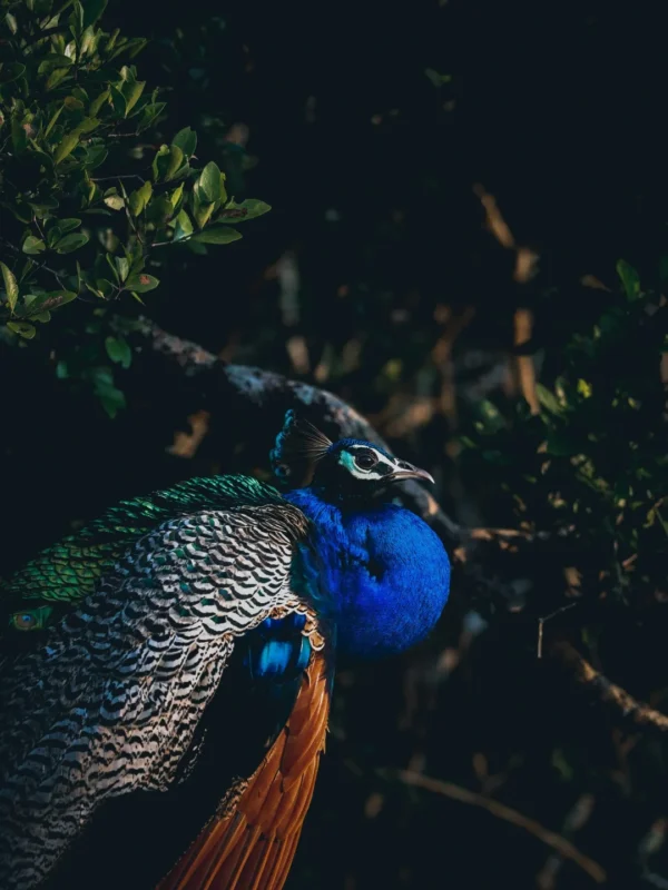 Yala National Park