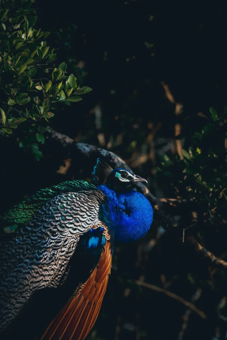 Yala National Park