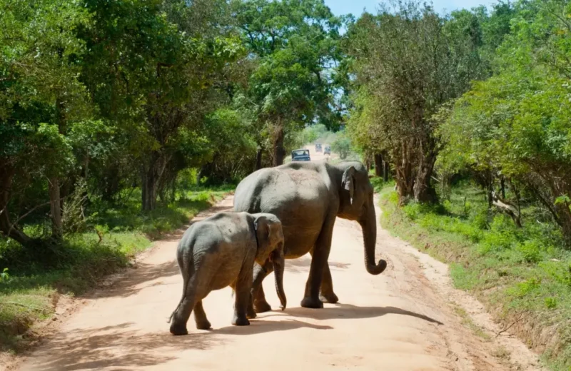 Wildlife Safari Adventure