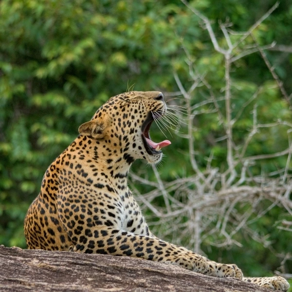 Tracking the Elusive Sri Lankan Leopard
