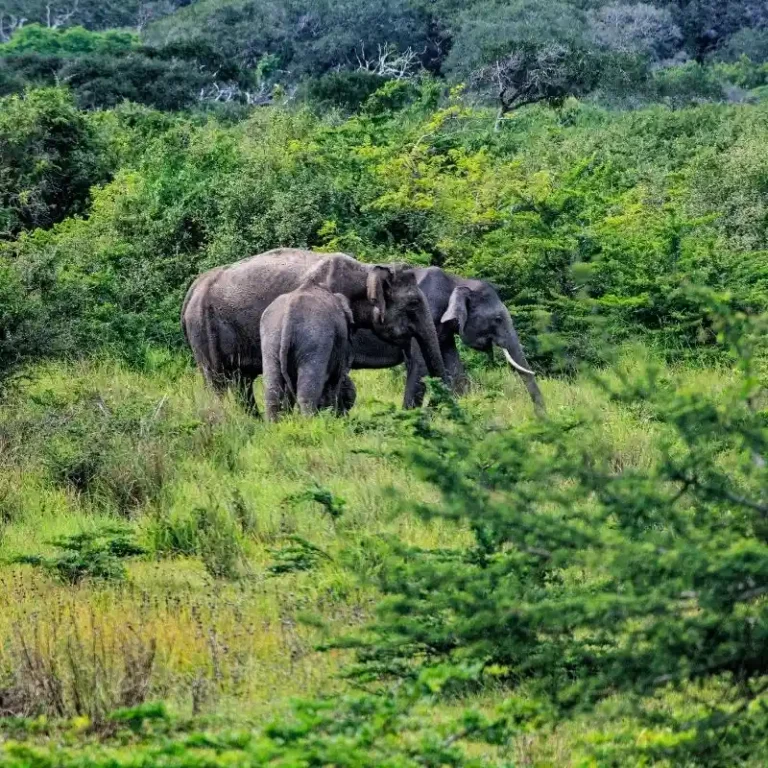 Wilpattu National Park