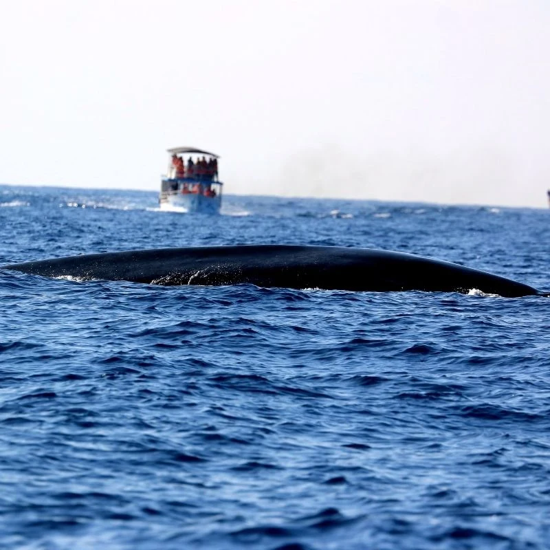 Take a Boat Tour to Spot Blue Whales