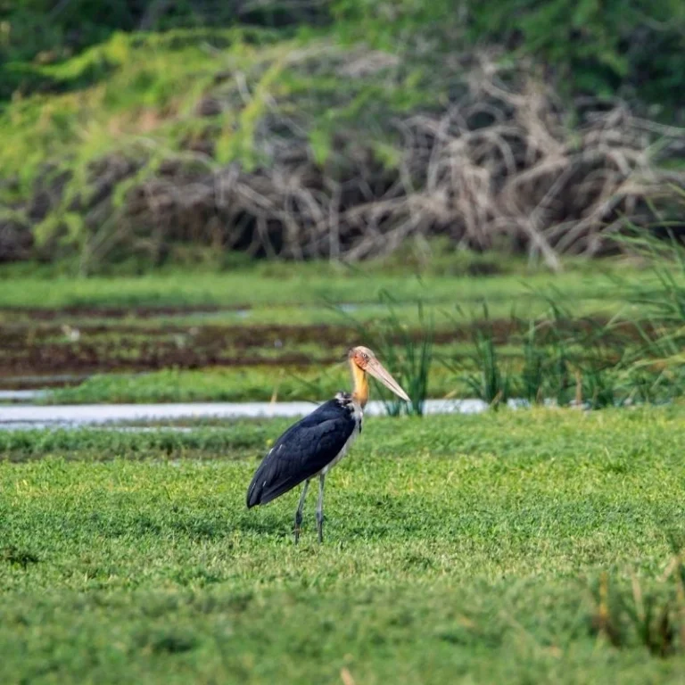 Bundala National Park