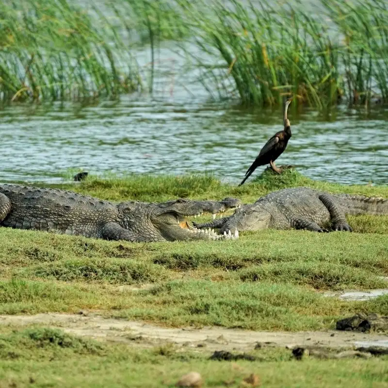 Spotting Coastal Elephants and Crocodiles