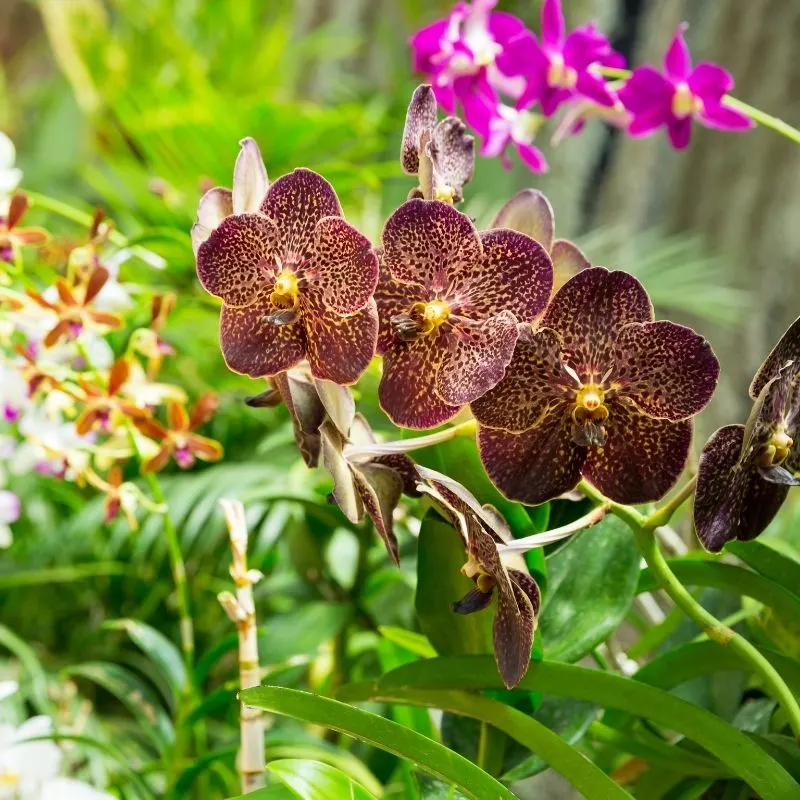 Marvel at the Orchid House