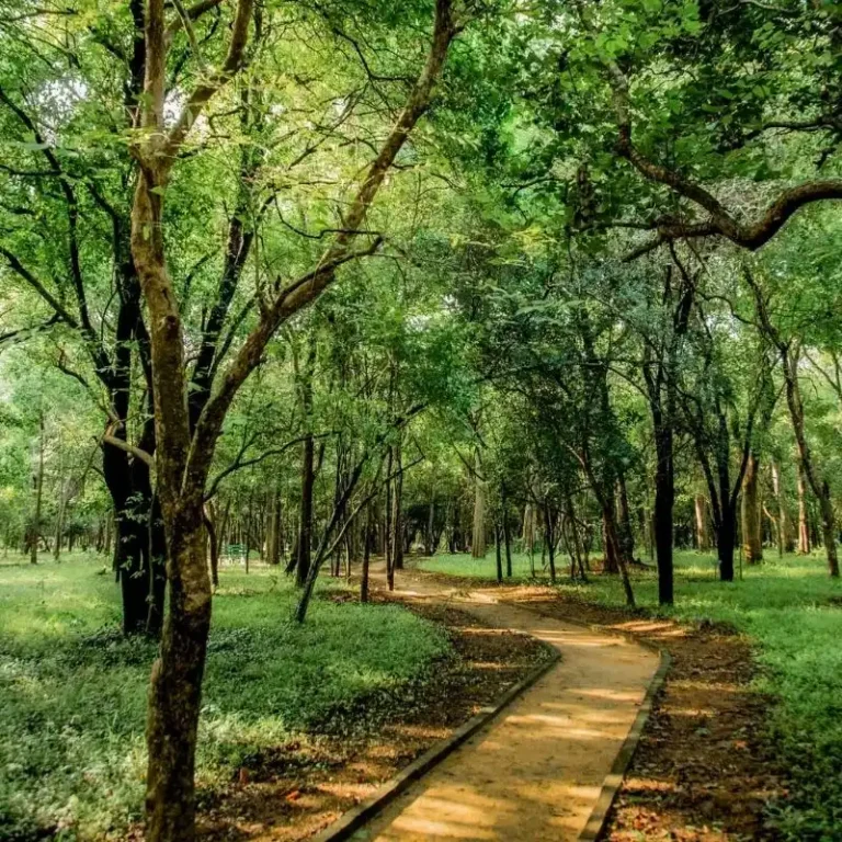 Ganewatta Medicinal Plant Garden