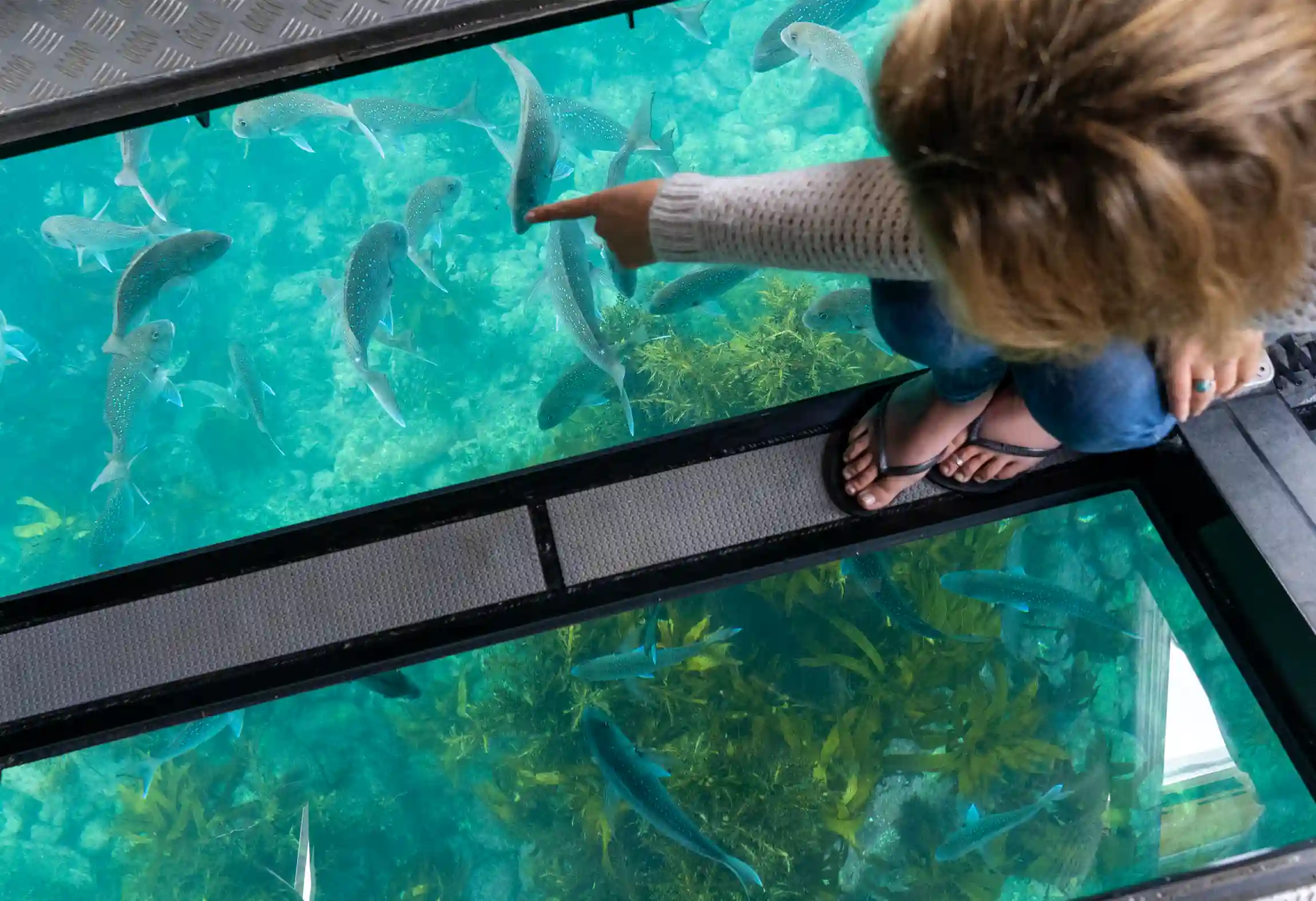 Taking a Glass-Bottom Boat Ride