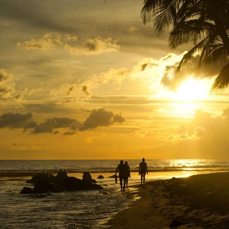 Catching the Golden Sunsets