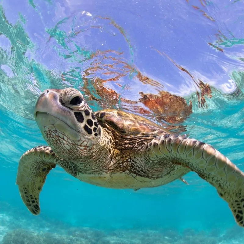 Meeting Wild Giant Sea Turtles