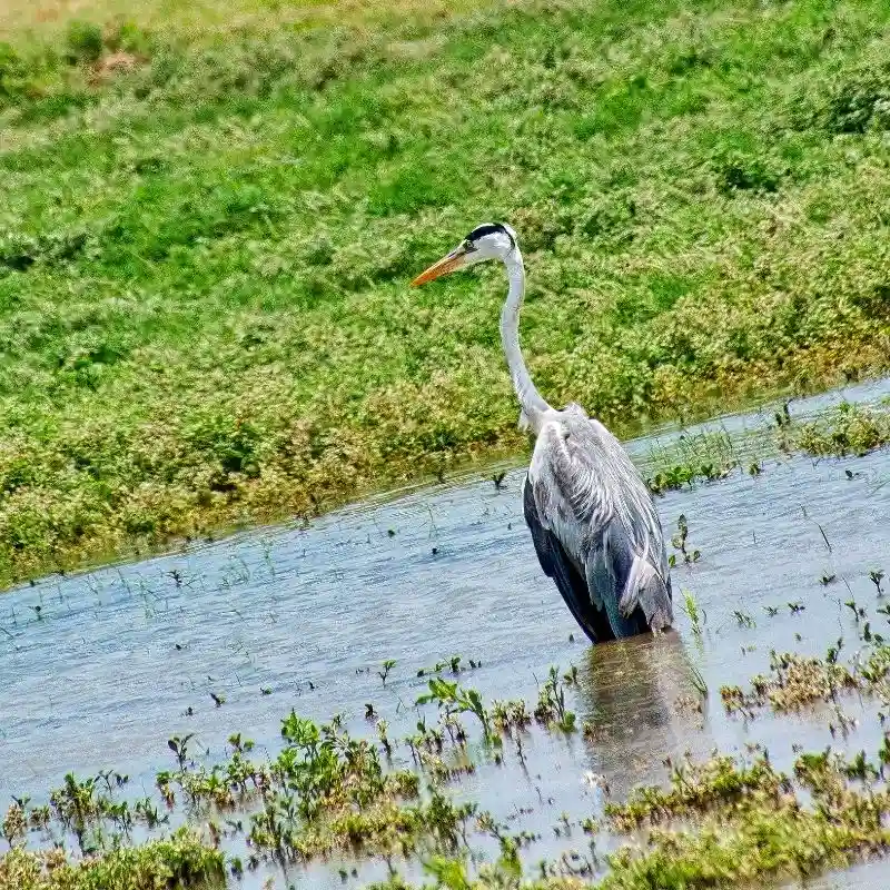Bird Watching by the Reservoir