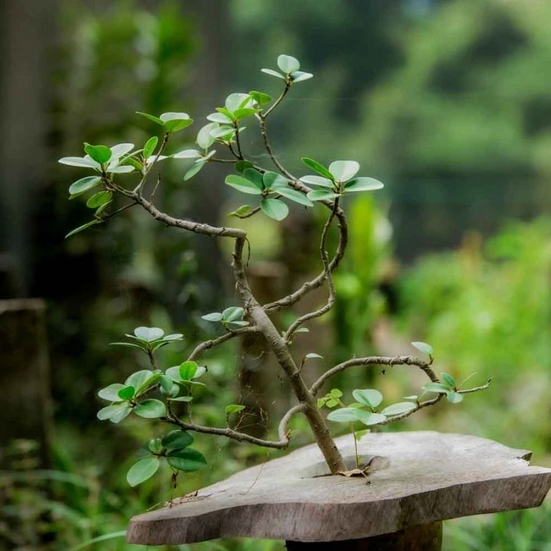 Guided Botanical Herbal Walk: