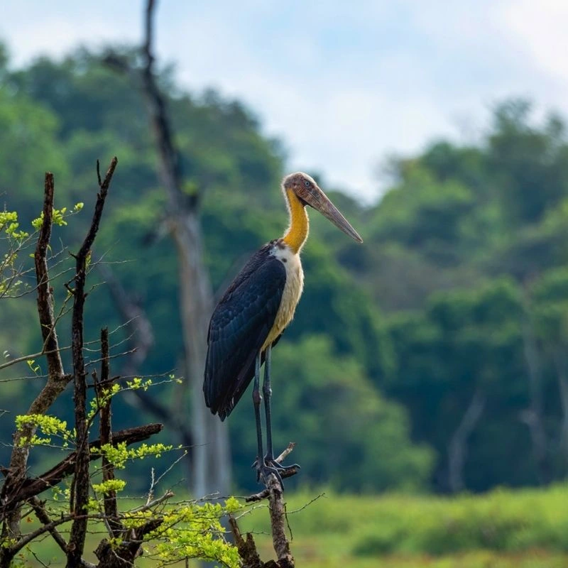 Bird Watching Excursion