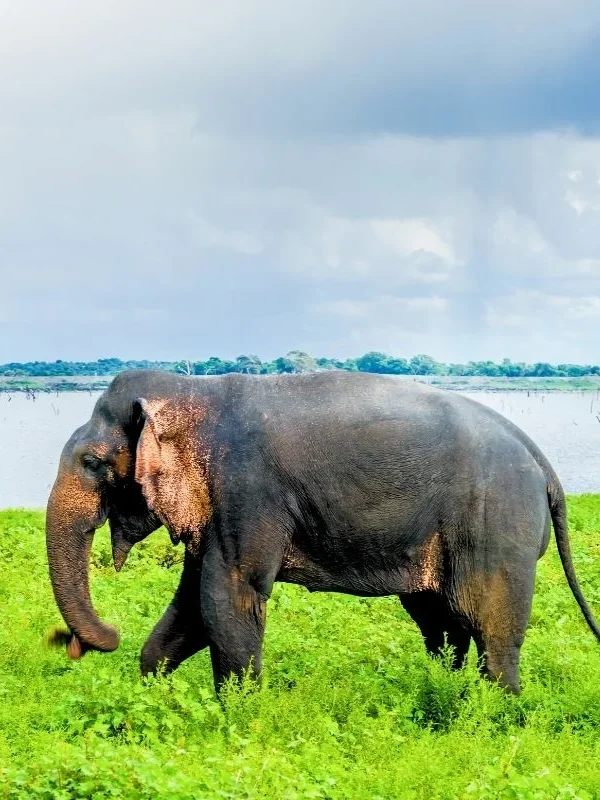 Kaudulla National Park