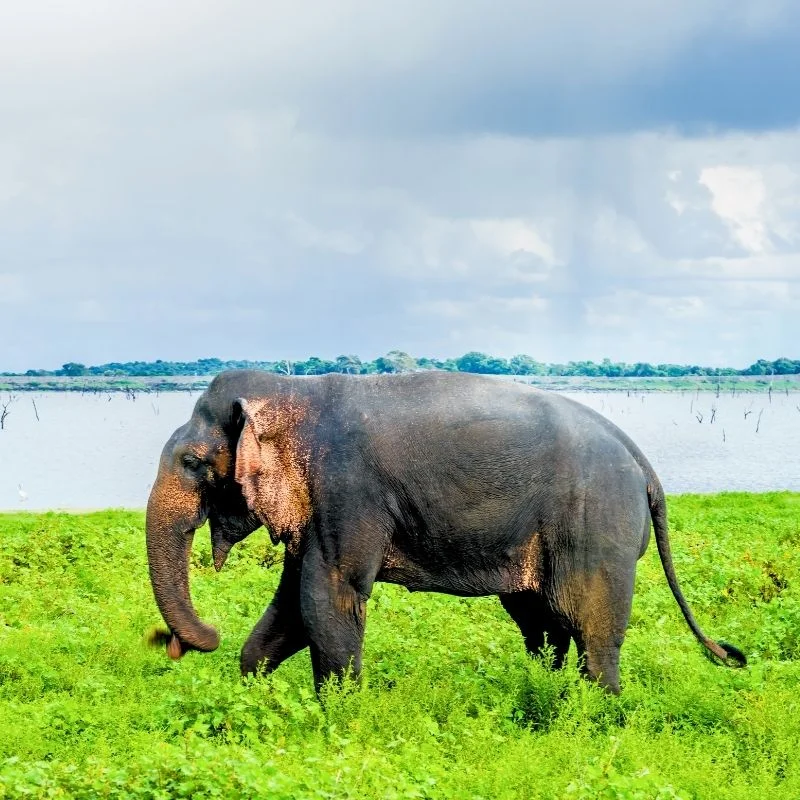 Kaudulla National Park