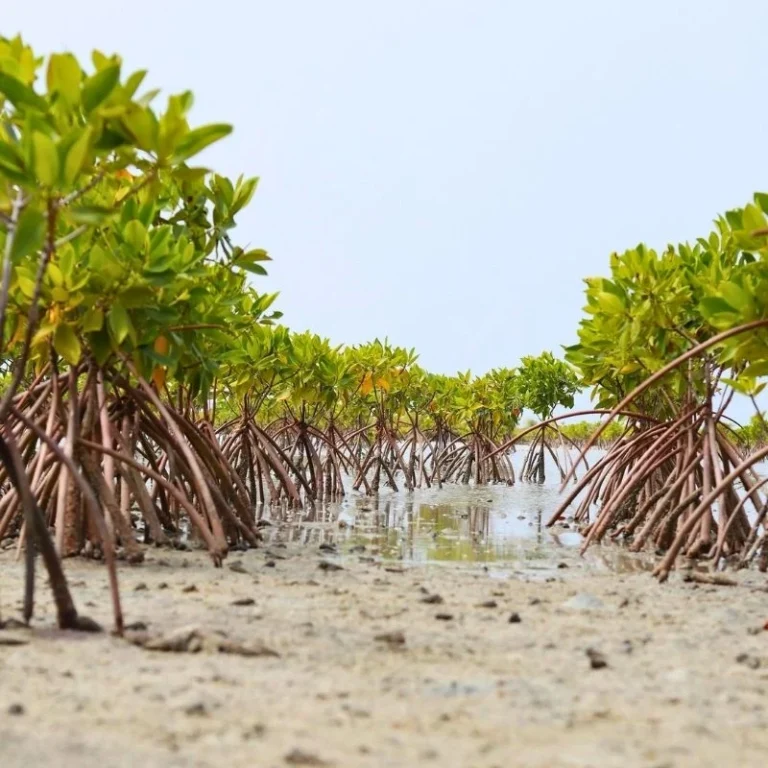 Nara Mangrove Garden
