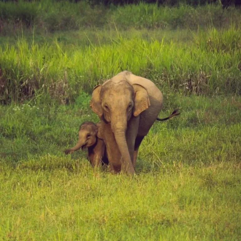 Minneriya National Park