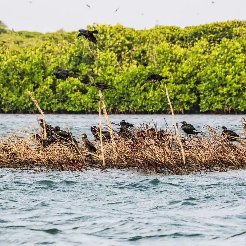 Lagoon Boat Safari