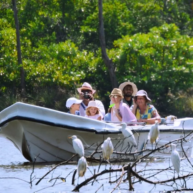 Tropical Birdwatching