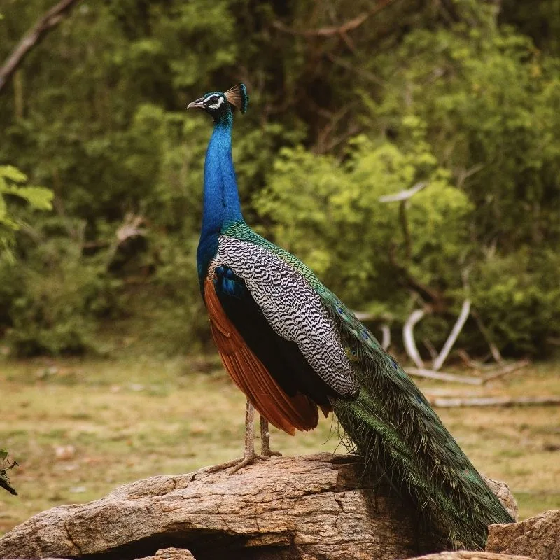 Birdwatching Along the Water’s Edge