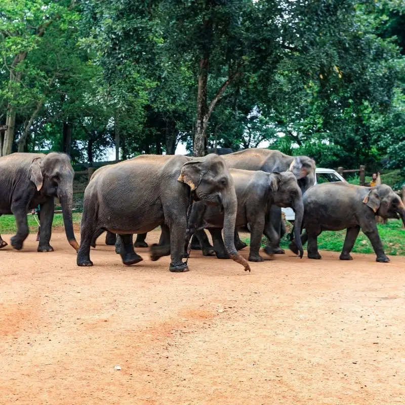 Exploring the Captive Breeding Center
