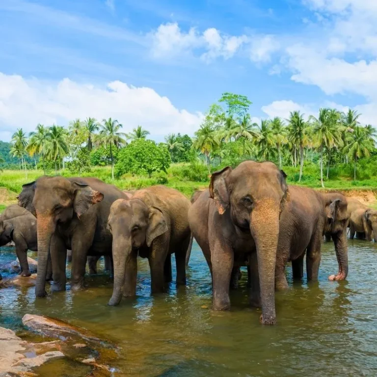 Pinnawala Elephant Orphanage