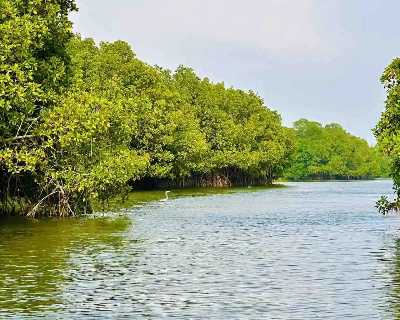 Navigate the Pottuvil Lagoon