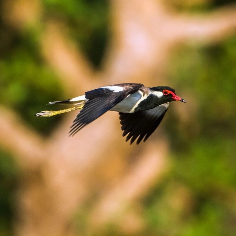 A Quiet Wildlife Escape