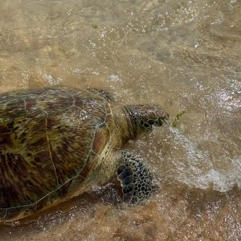 Witnessing the Rekawa Turtle Watch