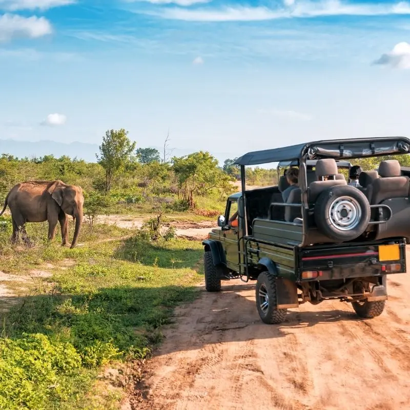 Go on a Wildlife Safari