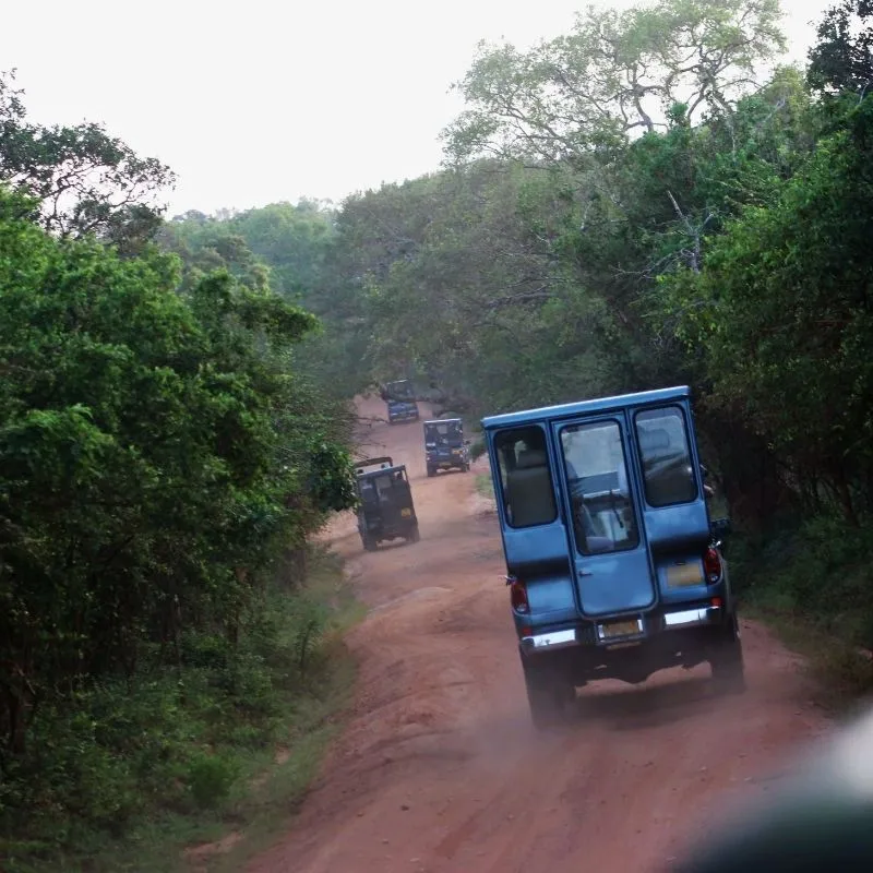 Take a Safari at Yala National Park