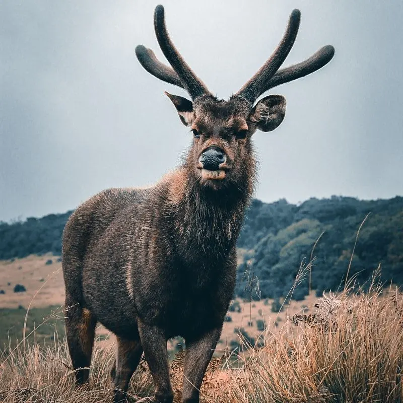 Spotting Giant Sambar Deer at Dawn
