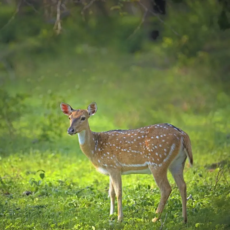 Safari in Kumana National Park