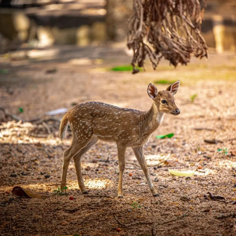 Walking Alongside Wild Spotted Deer