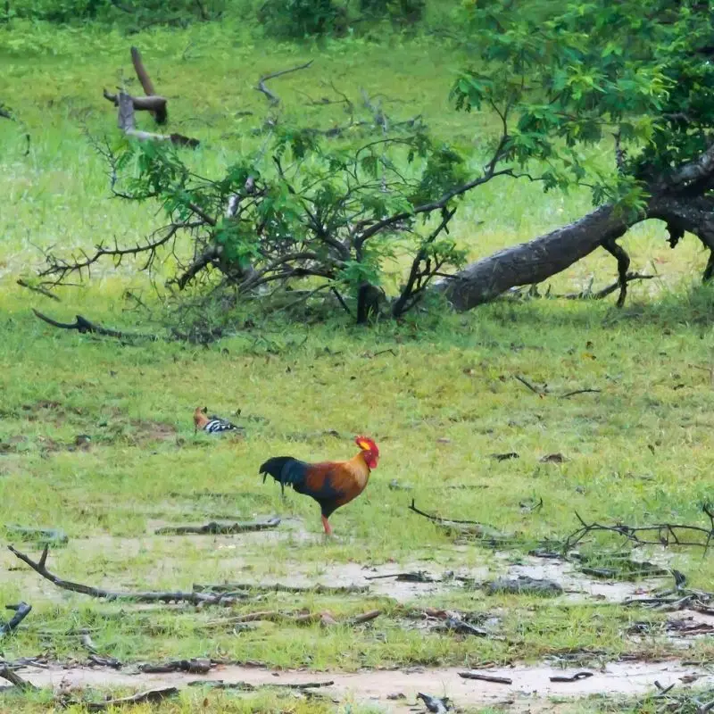 Birdwatching by the Villus