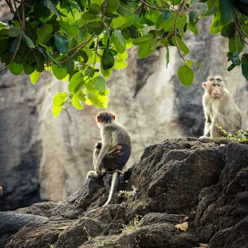 Jungle Trekking and Wildlife Spotting