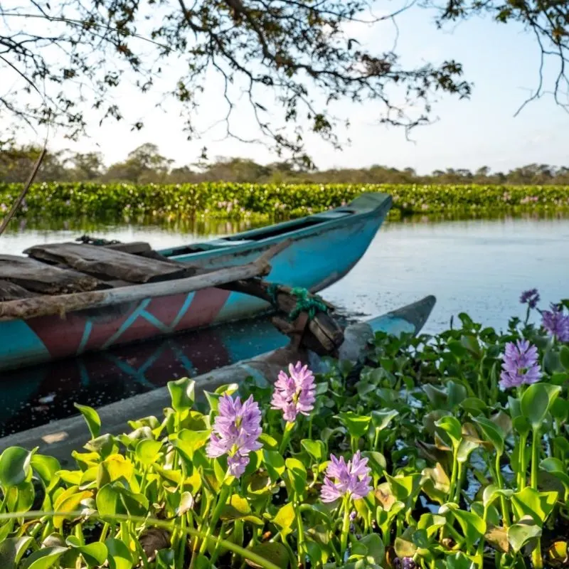 Scenic Catamaran/Paddle Boat Ride