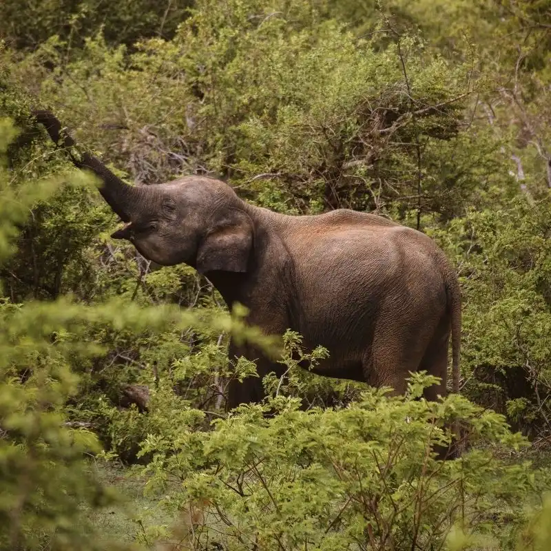 Ethical Elephant Viewing at the Elephant Transit Home