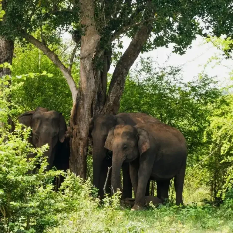 Udawalawe National Park