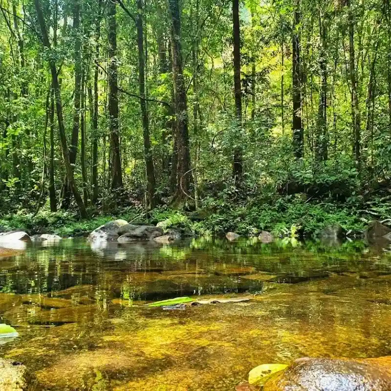 Jungle Trekking in Makandawa Forest Reserve