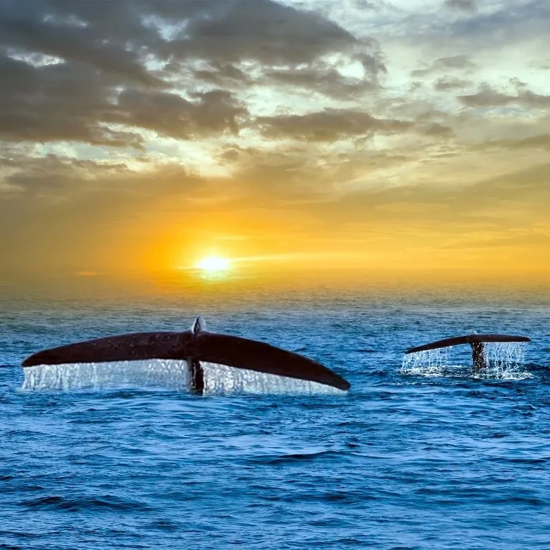 Whale and Dolphin Watching